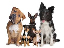 Día del perro, un día para celebrar una relación&nbsp;milenaria.